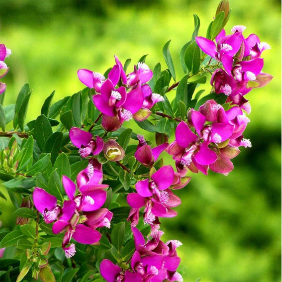 Polygala Polygala