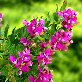 Polygala