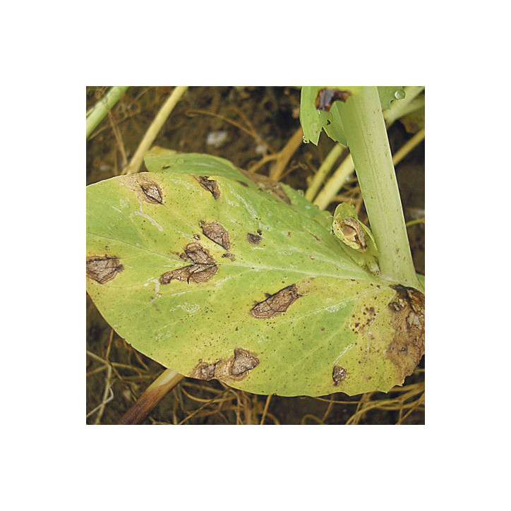 Anthracnose