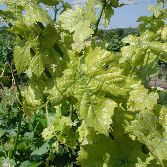 Chlorose Chlorose