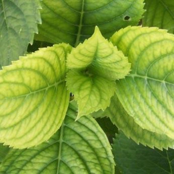 Chlorose
