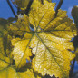 Chlorose Chlorose