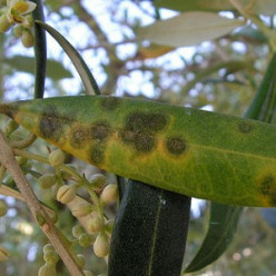 Maladie de l’œil de paon (tavelure de l olive)