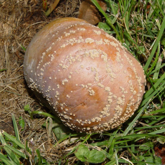 Moniliose Moniliose