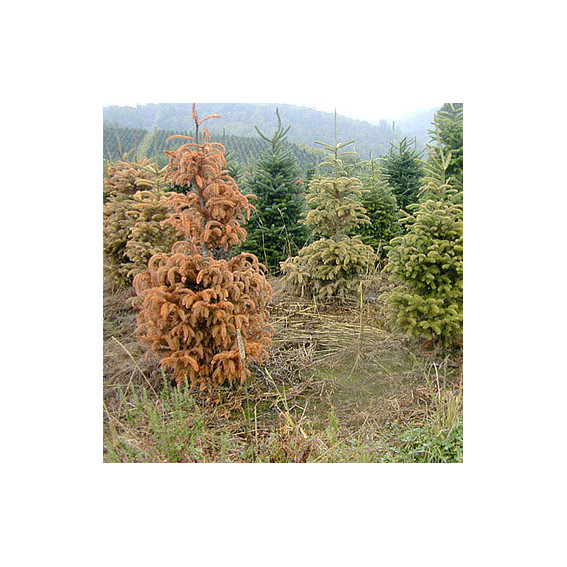 Phytophtora