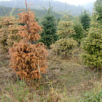 Phytophtora