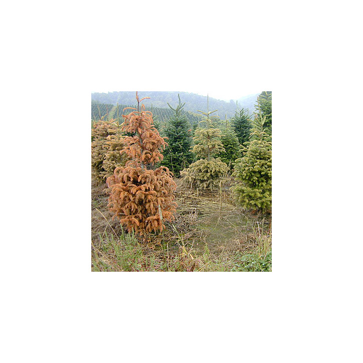 Phytophtora