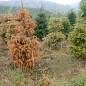 Phytophtora