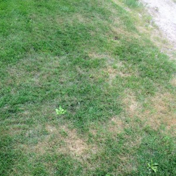 Pythium du gazon et fonte des semis