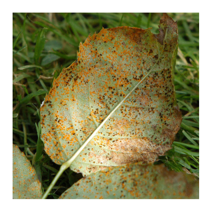 Rouille
