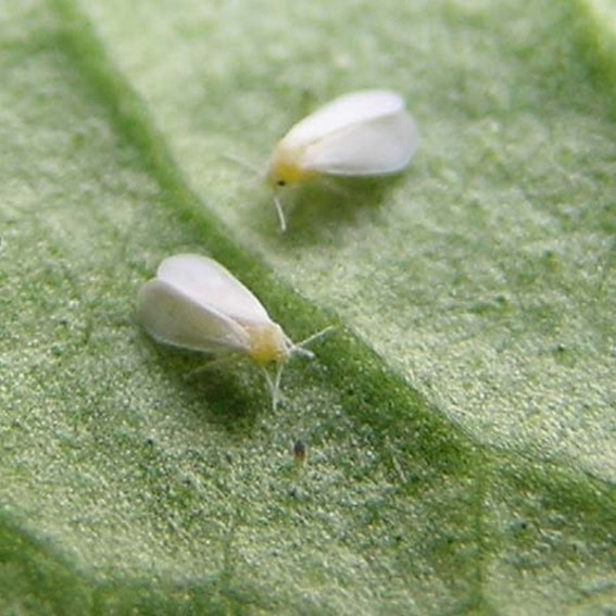 Aleurode