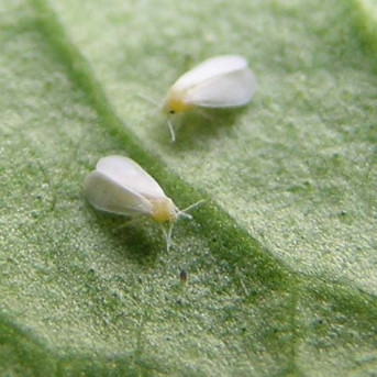 Aleurode