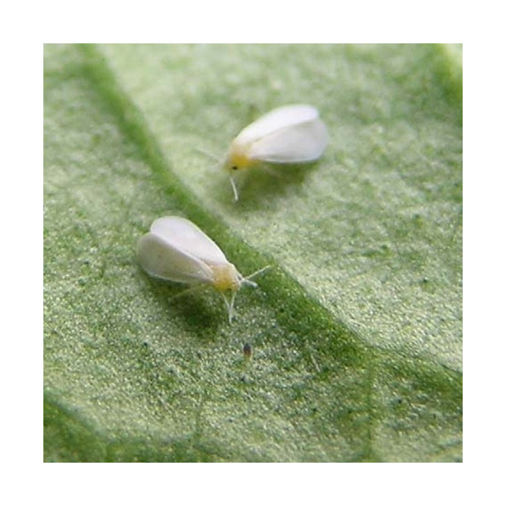 Aleurode