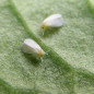 Aleurode