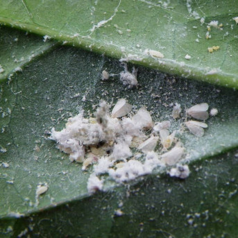 Aleurode