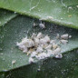 Aleurode