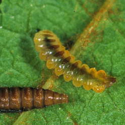 Chenille
