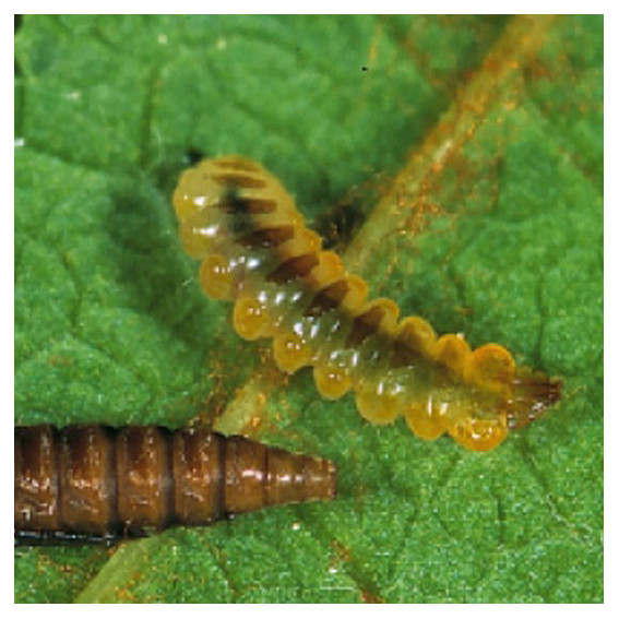 Chenille
