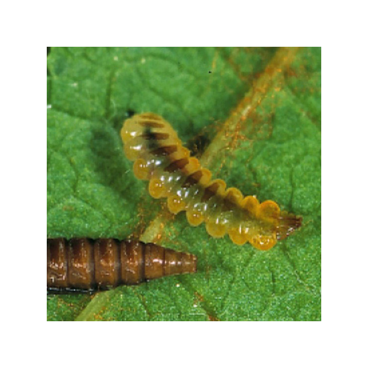 Chenille
