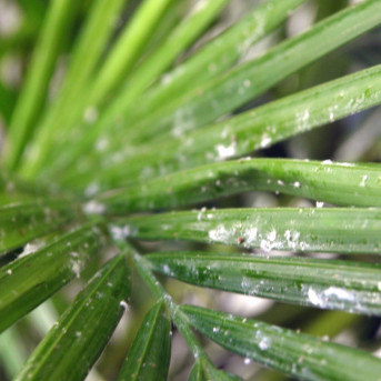 Cochenille
