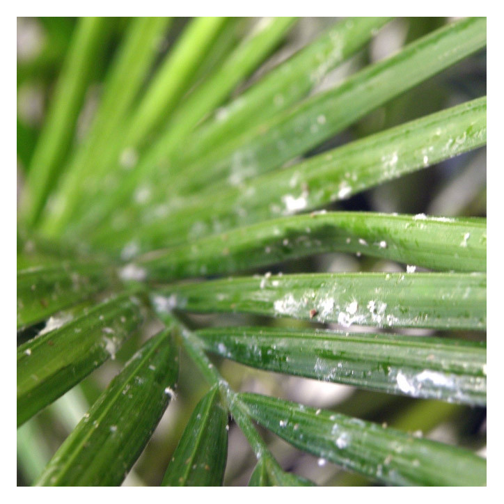 Cochenille