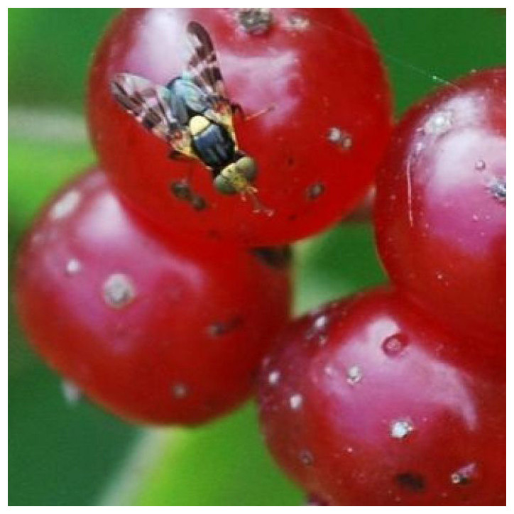 Mouche des fruits