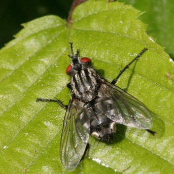 Mouche des légumes