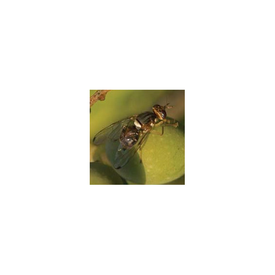 Mouche de l olive