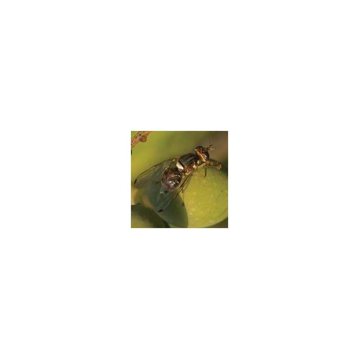 Mouche de l olive