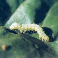 Noctuelle défoliatrice