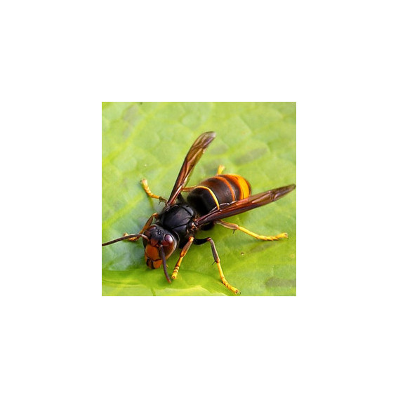 Frelon asiatique