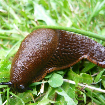Limace et escargot