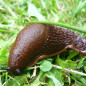 Limace et escargot