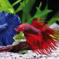 Betta splendens Betta splendens