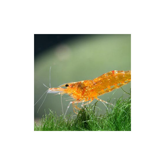 Caridina thambipillai