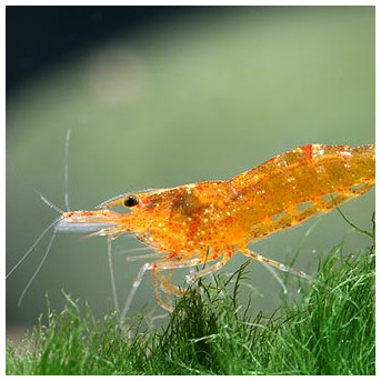 Caridina thambipillai