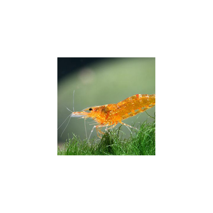 Caridina thambipillai