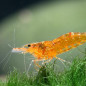 Caridina thambipillai