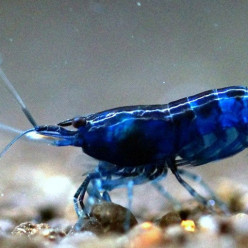 Neocaridina davidi