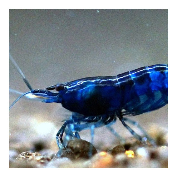 Neocaridina davidi Neocaridina davidi