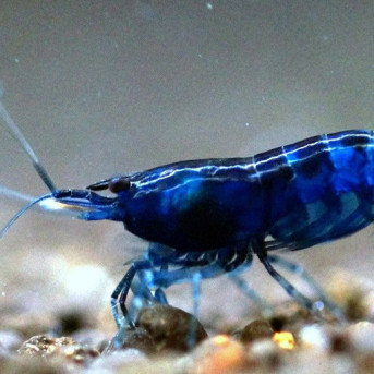 Neocaridina davidi