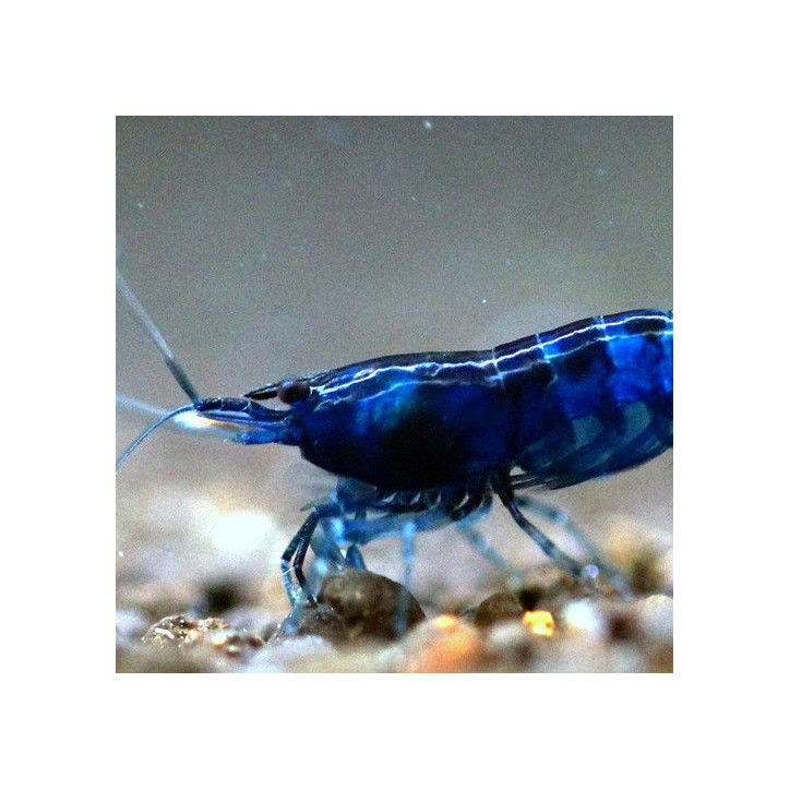 Neocaridina davidi