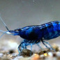 Neocaridina davidi Neocaridina davidi