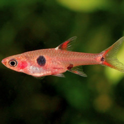 Rasbora maculata