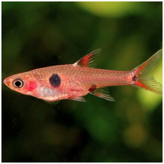 Rasbora maculata Rasbora maculata