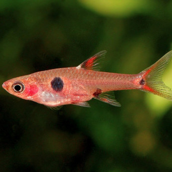 Rasbora maculata