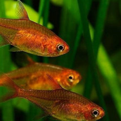 Hyphessobrycon amandae