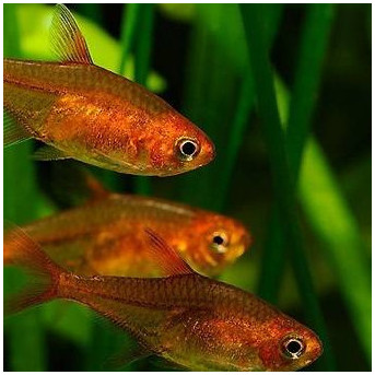 Hyphessobrycon amandae