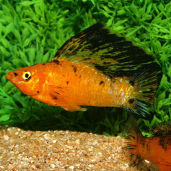 MOLLYNESIA VELIFERA
