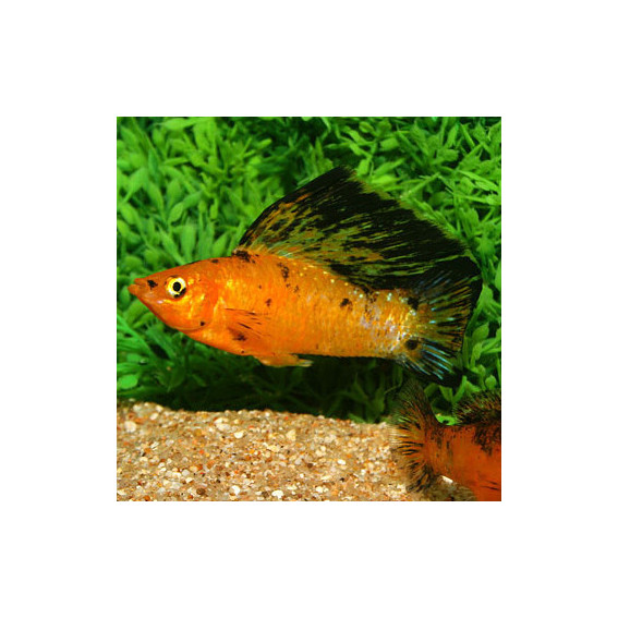 MOLLYNESIA VELIFERA MOLLYNESIA VELIFERA